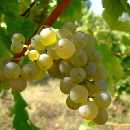 Vine triediť Sauvignon Blanc - odroda bieleho vína