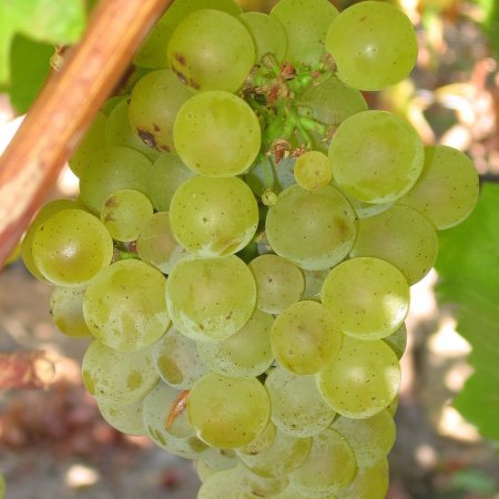 Vine triediť Sauvignon Blanc - odroda bieleho vína
