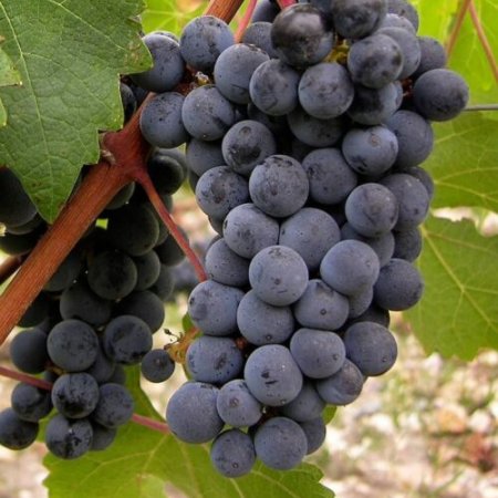 Vine triediť Storgosia - červené víno neskorá odroda - odoln..