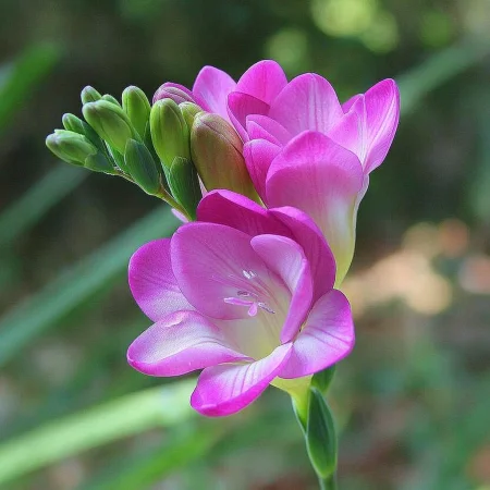 Фрезия Розова