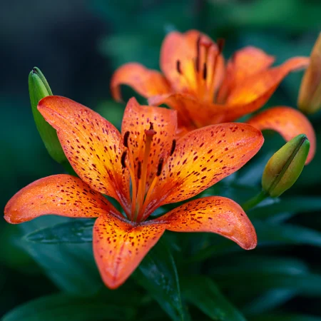 Lilium Ázijský Oranžový