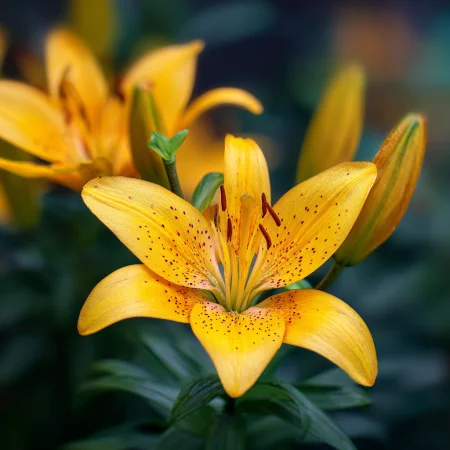 Lilium Ázijský Žltý