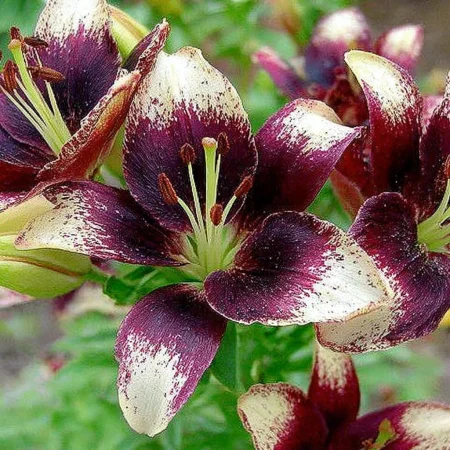 Lilium Hrdosť Neti