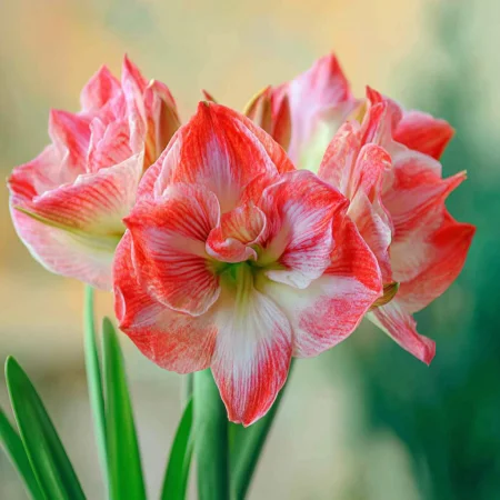 Amarylis Lady Jane