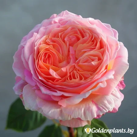 Ruža Perlená Rosa - na holom koreňu