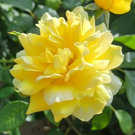 Ruža Žltá Fantázia - na holom koreňi