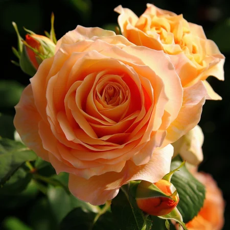 Ruža Malý Cisár - na holom koreňi