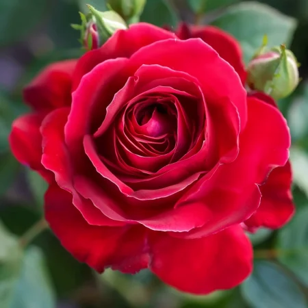 Ruža Víno a Smotana - na holý koreň