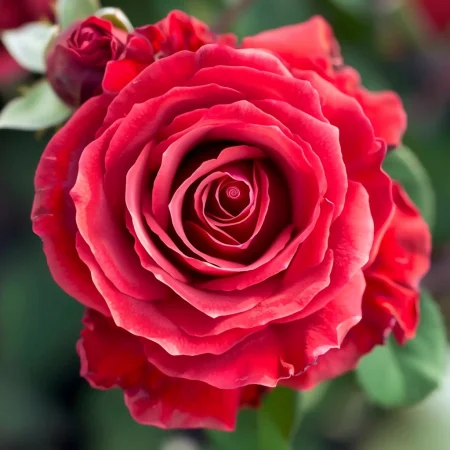 Ruža Víno a Smotana - na holý koreň