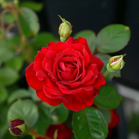 Ruža Červené Slnko - na holom koreňi