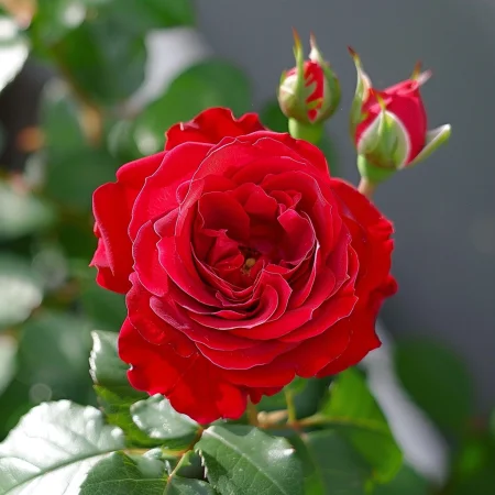 Ruža Červené Slnko - na holom koreňi