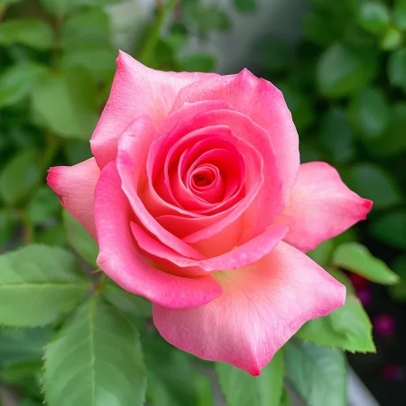 Ruža Ružová Snehová Vločka - na holom koreňu