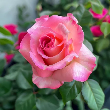 Ruža Ružová Snehová Vločka - na holom koreňu