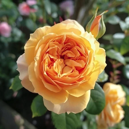 Ruža Zlatý Elixír - na holý koreň