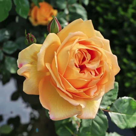 Ruža Zlatý Elixír - na holý koreň