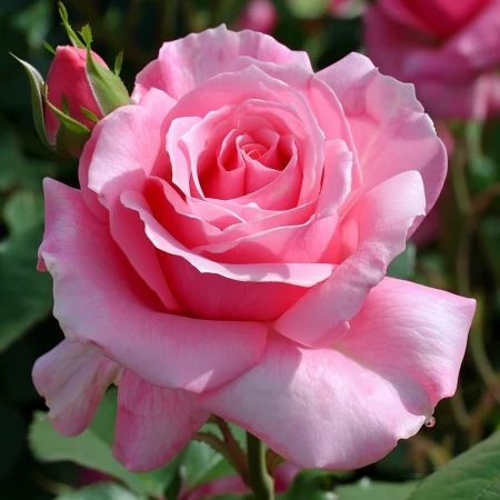 Ruža Večná Princezná - na holom koreňi