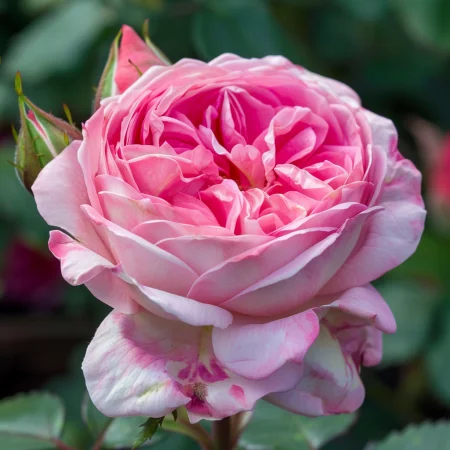 Ruža Pink Sentinel - na holom koreňu