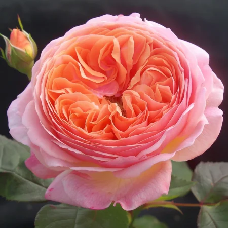 Ruža Perlená Rosa - na holom koreňu