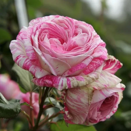 Ruža Kvetinový Víchor - na holom koreňi