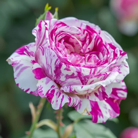 Ruža Bolonská Levanduľa - na holom koreňi