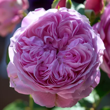 Ruža Ružová Magia - na holom koreňu