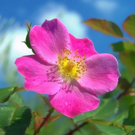 Ruža Shakespearovej záhrady - na koreň