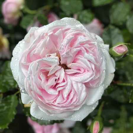 Ruža Strieborný Ružový Lesk - na holom koreňi