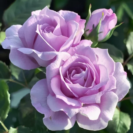 Mini ruža Vionira na holom koreni