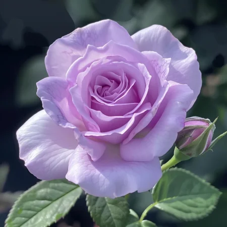 Mini ruža Vionira na holom koreni