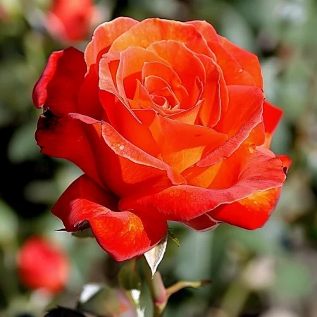 Mini ruža Pirelora na holom koreňi