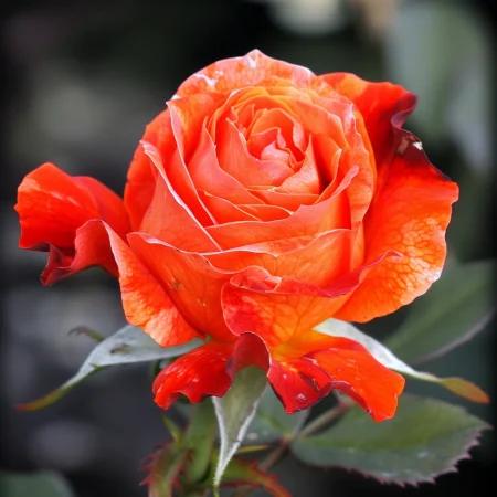 Mini ruža Pirelora na holom koreňi