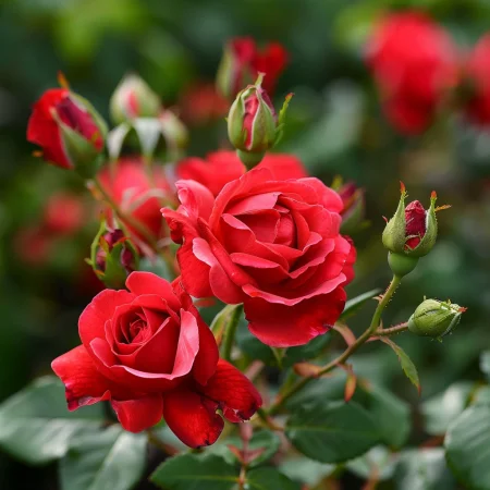 Mini ruža Roventira na holom koreňi